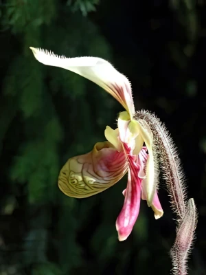 Image de Paphiopedilum sangii 3